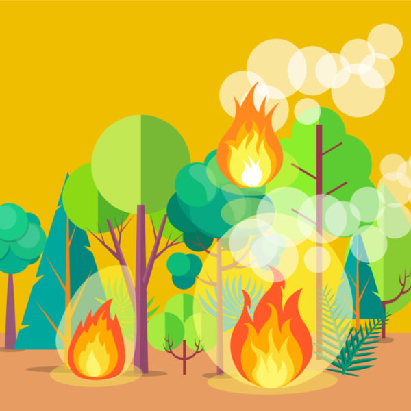 illustration feux de forêt
