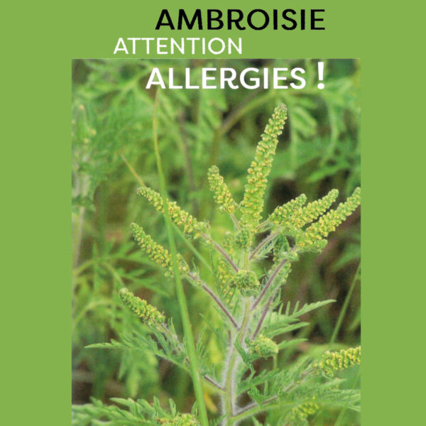illustration ambroisie